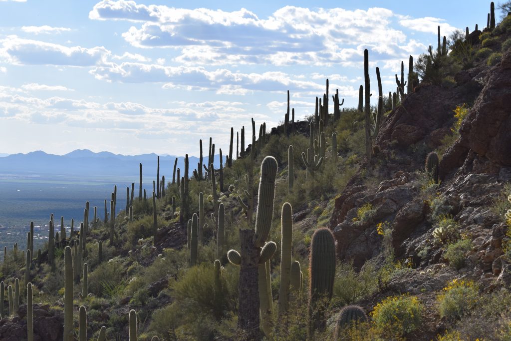 Saguaro Cactus fills the hillside at our roadside stop